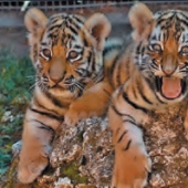 ZOO Hodonín ZOO Hodonín