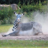 ZOO Dvůr Králové ZOO Dvůr Králové