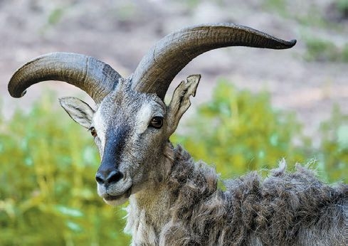STATUTÁRNÍ MĚSTO LIBEREC: Zoologická zahrada