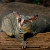 ZOO Jihlava: GALFIN