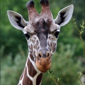 ZOO Jihlava: ZIRAFA