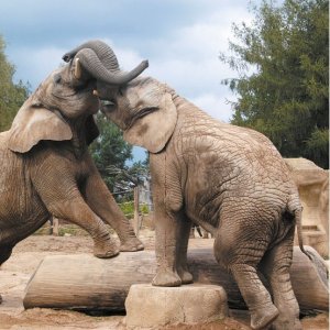 Královohradecký kraj: Safari park Dvůr Králové
